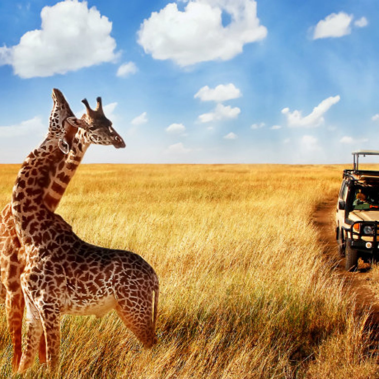 Group of wild giraffes in african savannah against blue sky with clouds near the road. Tanzania. National park Serengeti.