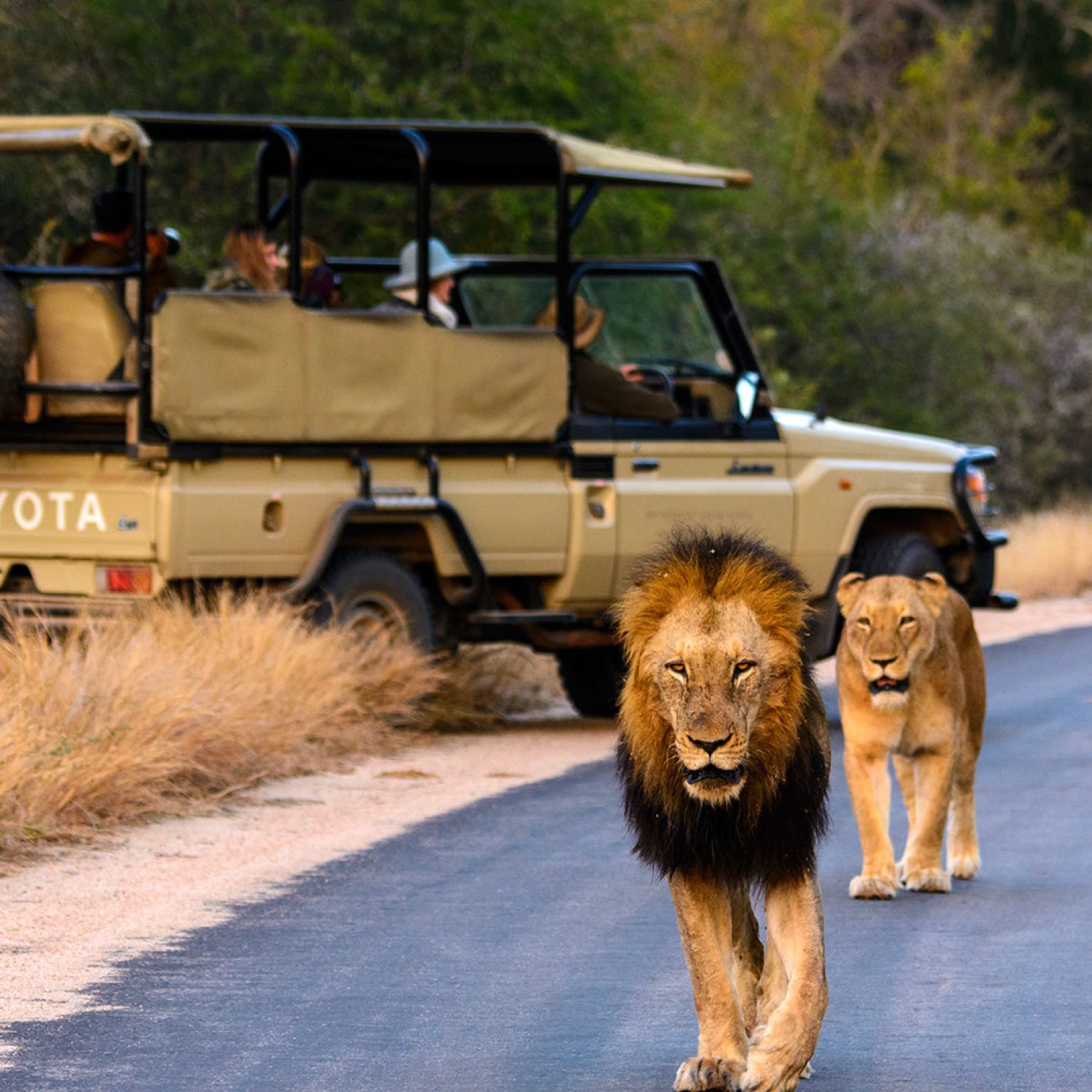 a-day-on-safari-in-kruger-south-africa-1695717357