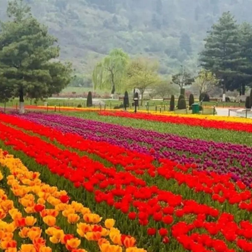 tulip garden